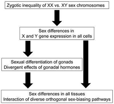 A neuroscience-based approach to the assessment of sexual behavior in animals